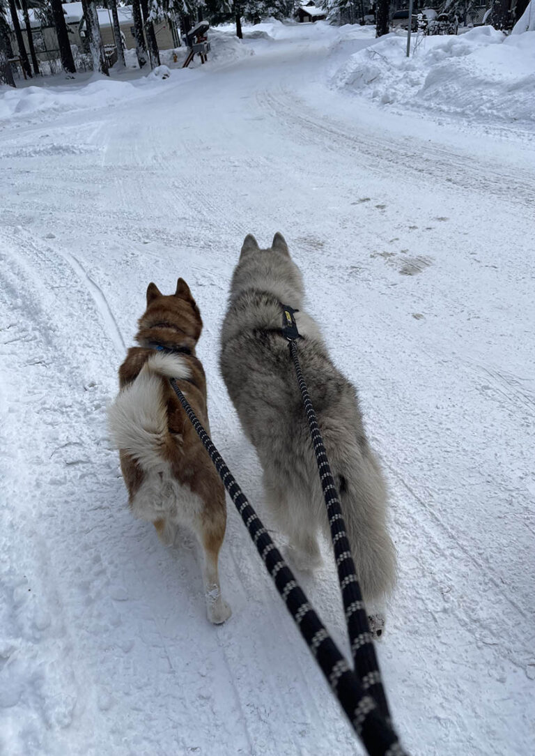 How Often Should Siberian Huskies be Walked?